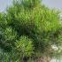 Pinus Mugo Pumilio 30-40 cm buy online UK.