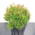 pmv 30-40 cm buy online UK.