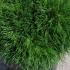 Pinus Mugo Varella Dwarf Pine Conifer 10-20 cm buy online UK.