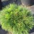 Pinus Mugo Varella - very compact rounded dome shape with very long needles, slow growing dwarf conifers to buy online UK delivery.