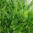 Pinus Mugo Varella is a dense, slow-growing dwarf pine with a compact, rounded form and rich green needles, perfect for rock gardens, borders, and containers.