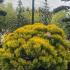 Pinus Mugo Carsten