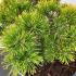 Pinus Mugo Winter Gold 20-30 cm buy online UK.