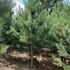 pinusnigaus 2.25-2.75 m buy online UK.