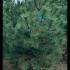 pinusnigaus 2.5-3 m buy online UK.
