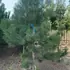 pinusnigaus 2.5-3 m buy online UK.