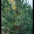 pinusnigaus 3-3.5 m buy online UK.