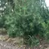 pinusnigaus 3-3.5 m buy online UK.
