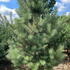 pinusnigaus 3.5-4 m buy online UK.