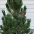 Pinus Nigra Austriaca -Black Pine 1.5-1.75 m buy online UK.