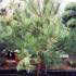 Pinus Nigra Austriaca
