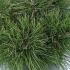 Pinus Nigra Bambino Gaelle Bregeon Dwarf Austrian Pine 30-40 cm buy online UK.