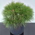 pnb 20-30 cm buy online UK.