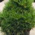 Pinus Nigra Globosa Viridis Dwarf Pine 50-60 cm buy online UK.