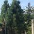 Pinus Nigra Green Rocket Black Pine 1.75-2 m buy online UK.