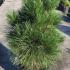 Pinus Nigra Green Rocket dwarf pine tree, also known as Black Pine Green Rocket, part of our large dwarf conifer collection for sale online UK.