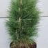 pinusniggretower 60-80 cm buy online UK.