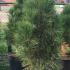 Pinus Nigra Green Tower  1-1.25 m buy online UK.