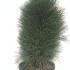 pinusniggretower 80-100 cm buy online UK.