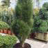Pinus Nigra Green Tower, a fastigiated or narrow pillar-like upright pine. 
