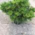 Pinus Nigra Helga is also known as Dwarf Austrian Pine, slow growing compact tree with long needles and light coloured buds. Dwarf conifers buy UK.