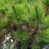 Pinus Nigra Hornibrookiana Dwarf Black Pine 30-40 cm buy online UK.