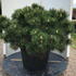pinusnignan 80-100 cm buy online UK.