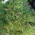 Pinus Nigra Nana Dwarf Pine 40-50 cm buy online UK.