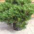 Dwarf Austrian Pine - Pinus Nigra Pierrick Bregeon, Brepo, for sale online UK delivery