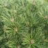 pnpb 60-70 cm buy online UK.