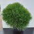 pnpb 30-40 cm buy online UK.
