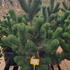 pnpb 80-100 cm buy online UK.