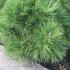 Pinus Nigra Spielberg, slow growing conifer with long needles, very attractive dwarf pine with compact habit and neat dome shape, buy online UK delivery.