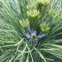 Pinus Nigra Spielberg is a compact black pine with a dense, rounded growth habit and rich dark green needles, making it an excellent choice for small gardens and rockeries.