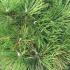 Pinus Nigra Wurstle Dwarf Black Pine 60-70 cm buy online UK.
