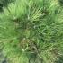 Pinus Nigra Wurstle - attractive dwarf conifer, slow growing neat habit with long needles. Huge collection of conifers for sale online UK delivery.