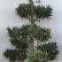 Pinus Parviflora Tempelhof 1-1.2 m buy online UK.