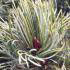Pinus Parviflora Tempelhof or Tempelhof Japanese White Pine for sale online, UK delivery