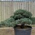 Pinus Pentaphylla Cloud Tree 