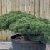 Pinus Pentaphylla Cloud Tree