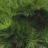 Pinus Resinosa Nana 50-60 cm buy online UK.