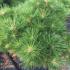 Pinus Resinosa Nana, Red Pine Nana, a beautifully shaped pine tree originally from North America, dwarf conifer and slow growing buy online UK