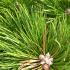 Pinus Resinosa Nana is a compact dwarf red pine with dense, dark green needles and a rounded growth habit, ideal for rock gardens, borders, and small landscapes.