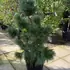 pswh 80-100 cm buy online UK.