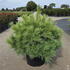 psbs 60-80 cm buy online UK.