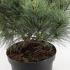 Pinus Strobus Blue Shag 30-40 cm buy online UK.