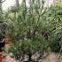 Pinus Strobus also known as Eastern White Pine or the Weymouth Pine - for sale online, London UK