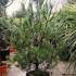 Pinus Strobus also known as Eastern White Pine or the Weymouth Pine - for sale online, London UK