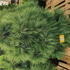 pinusstrobusgn 1-1.25 m buy online UK.