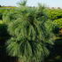 pinusstrobusgn 60-80 cm buy online UK.